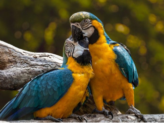 CUIDA DE TUS AVES CON LA LLEGADA DE LA PRIMAVERA