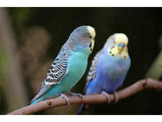 PREPARANDO TU AVIARIO PARA EL VERANO: CONSEJOS ESENCIALES