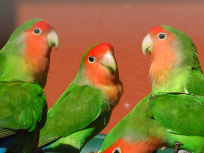Agapornis: Descubre los 5 principales cuidados para tu ave.