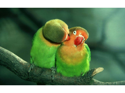 Los mejores regalos para tus aves